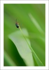 Onda verde