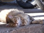 Il Micio