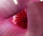 rosa!