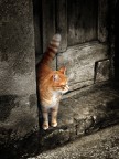 Ovunque vada, incontro un micione disposto a farsi fotografare.....