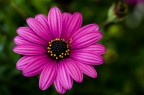 fiore...