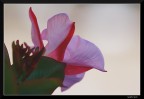 Rosso-bianco (x Amedeo)