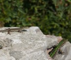 l'imboscata