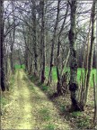Viale