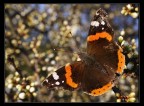 Vanessa atalanta