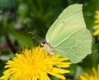 Gonepteryx  rhamni  &quot; Cedronella &quot;