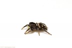 Heliophanus cupreus