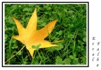 I fantastici colori dell'autunno...