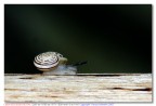 Sigma 28-300, croppata, flash.
