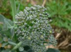 Fiori di broccolo