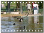 CANON EOS 300D, CANON EF 300 F4L