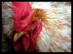 Il gallo