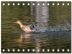 CANON EOS 300D, CANON EF 300 F4L