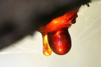 macro 4
