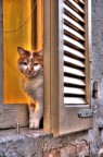 Infido gatto