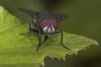 Fly
