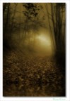Gold forest