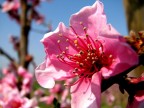 fiori di pesco