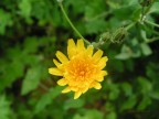 macro scattata ad una margheritina selvatica