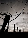 natura morta... e in gabbia