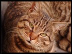 Un bel gatto selvatico ( anche se non si direbbe )