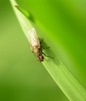 a testa in gi 2.