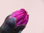 fiore