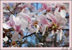 Fiori Rosa