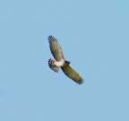 rapace