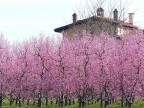 Primavera
