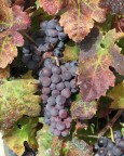 uva da vino (buono)