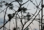Controluce