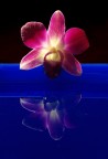 qualche gioco di riflessi con un orchidea dai colori belli saturi..