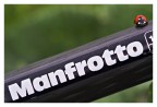 manfrottinella
