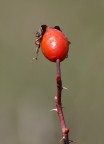 Prova Tamron 70-300 LD di macro 1:2