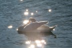 controluce