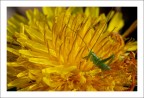 5mm di cavalletta