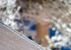un colpo d'occhio dal balcone