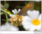 foto della scorsa primavera.. :D per sognare un po il caldo.
20d con 70-200 + tc x1.4 kenko.. da 1m e mezzo...
graditi eventuali commenti
ciao

p.s. ne sguir ancora una o 2 con farfalle in coppia..