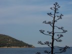 Un albero che dimostra quanto la natura  brava con la matematica...