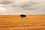 Sulla strada verso Outdshoorn, patria Sudafricana dello struzzo...

Foto di Massimo Ghetti