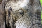 Lo sguardo di questo elefante del Kruger Park e le sue rughe mi ricordano quelle di un vecchio saggio che nella vita ha visto momenti di gioia e dolore

Foto di Massimo Ghetti