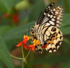 BUTTERFLY 1
