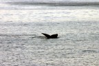 La coda di una 'Souther Right Whale', le balena 'giusta' da cacciare, come era definita dai balenieri Sudafricani. Oggi, che la caccia  vietata, possono godersi un meritato riposo in questa baia.