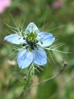 Nygella damascena
