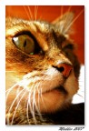 Gatto