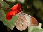 BUTTERFLY 2
