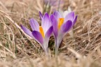 croccus