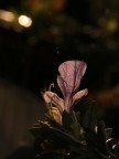 Un fiorellino ripreso con il sigma 17-70 macro, in controluce al tramonto

Graditi critiche e commenti