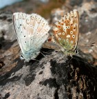 prima